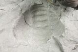 Wide, Enrolled Flexicalymene Trilobite In Shale - Ohio #80334-5